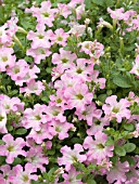 PETUNIA MINI ME PINK STAR