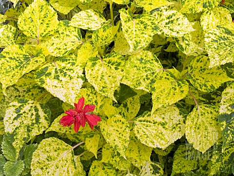 SALVIA_VAN_HOUTTII_DANCING_FLAME