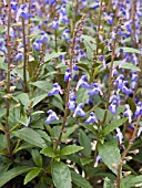 SCUTELLARIA BLUE BIRD