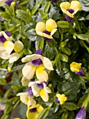 TORENIA LOVELY YELLOW