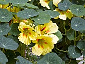 TROPAEOLUM MAJUS BANANA SPLIT