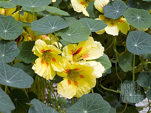 TROPAEOLUM_MAJUS_BANANA_SPLIT