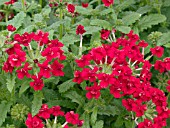 VERBENA CORSAGE RED