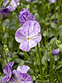 VIOLA COLUMBINE