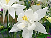 AQUILEGIA SONGBIRD DOVE