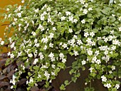 BACOPA SNOWTOPIA