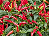 CAPSICUM ANNUUM CHILLY CHILI