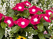 CATHARANTHUS ROSEUS PACIFICA BURGUNDY HALO