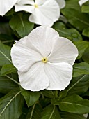 CATHARANTHUS ROSEUS TITAN PURE WHITE