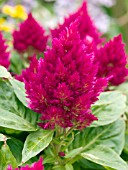 CELOSIA ARGENTEA PLUMOSUS GLOW CARMINE