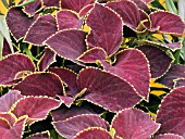 COLEUS CHOCOLATE MINT