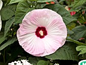 HIBISCUS MOSCHEUTOS LUNA PINK SWIRL