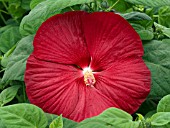 HIBISCUS MOSCHEUTOS LUNA RED