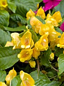 IMPATIENS JUNGLE GOLD