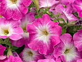 PETUNIA CARPET PINK MORN