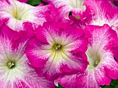 PETUNIA DREAMS ROSE MORN