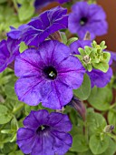 PETUNIA EASY WAVE BLUE