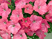 PETUNIA EASY WAVE CORAL REEF