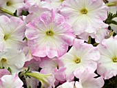 PETUNIA EASY WAVE MYSTIC PINK