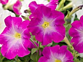 PETUNIA MADNESS LAVENDER GLOW