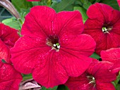 PETUNIA MADNESS RED