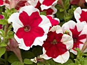 PETUNIA MADNESS RED PICOTEE