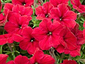 PETUNIA MADNESS RED