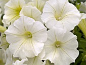 PETUNIA SHOCK WAVE IVORY