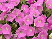 PETUNIA SHOCK WAVE PINK