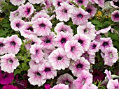 PETUNIA SHOCK WAVE PINK VEIN