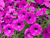 PETUNIA SHOCK WAVE PURPLE