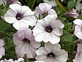 PETUNIA TIDAL WAVE SILVER