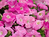 PETUNIA WAVE ROSE