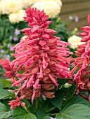 SALVIA SPLENDENS VISTA ROSE