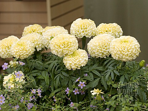 TAGETES_ERECTA_VANILLA