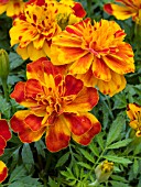 TAGETES PATULA BONANZA BOLERO