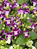 TORENIA CLOWN BURGUNDY