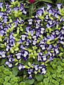 TORENIA CLOWN VIOLET