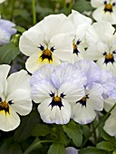 VIOLA RAIN FROSTY