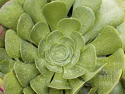 AEONIUM_ARBOREUM