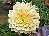 AEONIUM SUNBURST