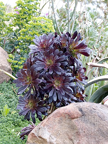 AEONIUM_ZWARTKOP