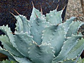 AGAVE FEROX