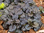 AJUGA BLACK SCALLOP