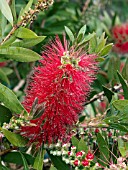 CALLISTEMON CITRINUS