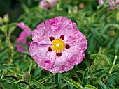 CISTUS PURPUREUS