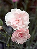 DIANTHUS BLUSHING MAIDEN