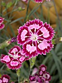 DIANTHUS CRANBERRY ICE