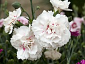 DIANTHUS DEVON COTTAGE FANCY KNICKERS