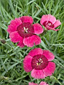 DIANTHUS EASTERN STAR